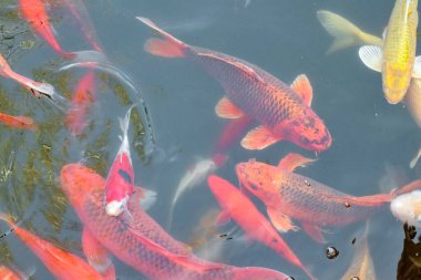 Sazan Çin koi balığı rengarenk balıklar tüm çerçevenin en üst görüntüsünde yüzerler. 