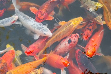 Sazan Çin koi balığı rengarenk balıklar tüm çerçevenin en üst görüntüsünde yüzerler. 