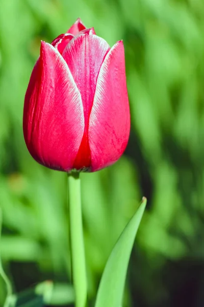 Brote de un tulipán sobre un hermoso fondo de macro — Foto de Stock