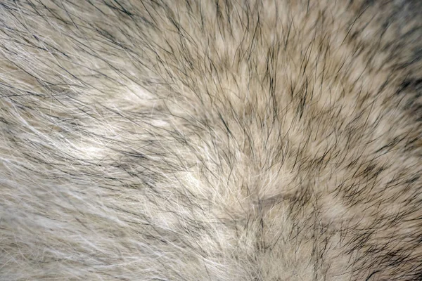 Γούνα μαλλιού ζώων μακροεντολή ως φόντο — Φωτογραφία Αρχείου