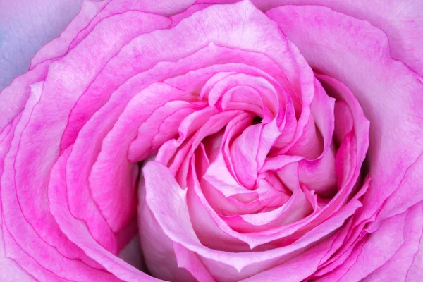 Красные розы на фиолетовом фоне — стоковое фото