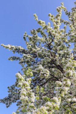 Tüm çerçeve için çiçek açan ağaç dalları 