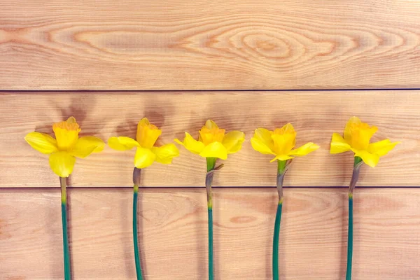 Narciso giallo su fondo liscio isolato — Foto Stock