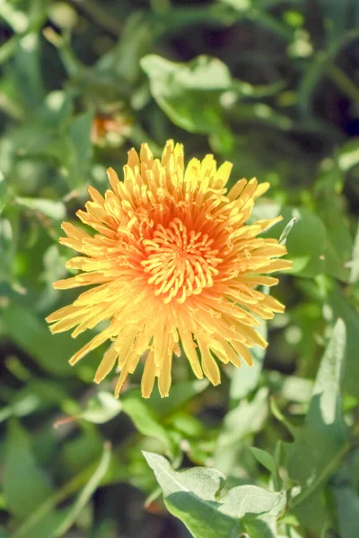 Flor de diente de león amarillo primer plano macro foto — Foto de Stock