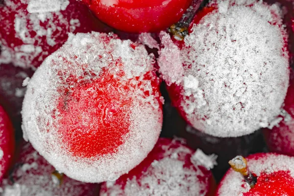 Bayas viburnum rojas congeladas para todo el marco macro — Foto de Stock