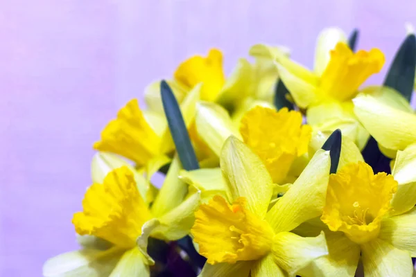 Narciso giallo su fondo liscio isolato — Foto Stock