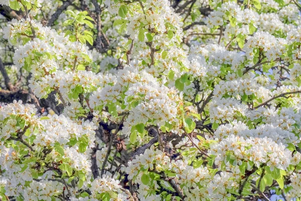 Virágzó fa ágak az egész keret — Stock Fotó