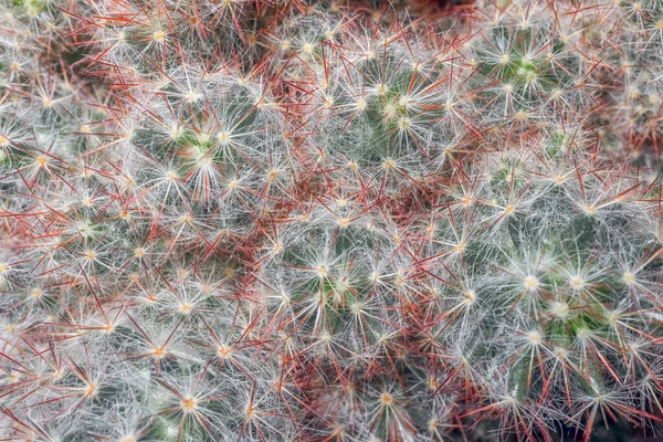 Cactus de cerca en todo el marco como fondo — Foto de Stock