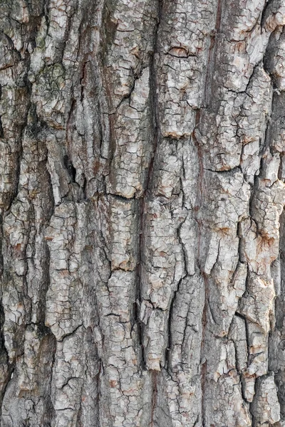 Vieil écorce d'arbre gros plan comme fond — Photo