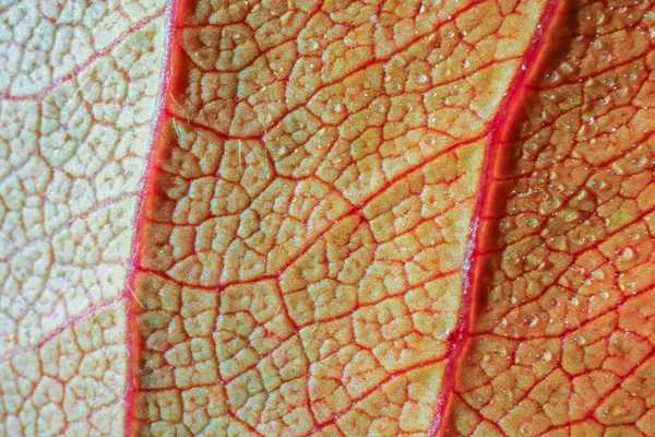 The structure of the yellow leaf macro as background — Stock Photo, Image