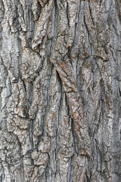 Corteza de árbol viejo de cerca como fondo — Foto de Stock