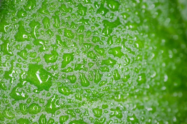 배경으로 녹색 매크로 페탈 위로 물방울이 떨어진다 — 스톡 사진