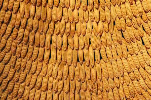 Majskolvar är kopplade som bakgrund för hela ramen — Stockfoto