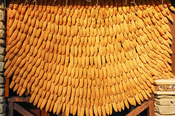 Mazorcas de maíz están vinculados como fondo para todo el marco —  Fotos de Stock