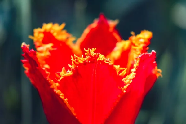 Flor de tulipa em um belo fundo macro — Fotografia de Stock