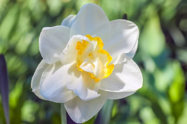 Tulp bloem op een mooie achtergrond macro — Stockfoto