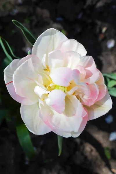 Tulipan kwiat na pięknym tle makro — Zdjęcie stockowe