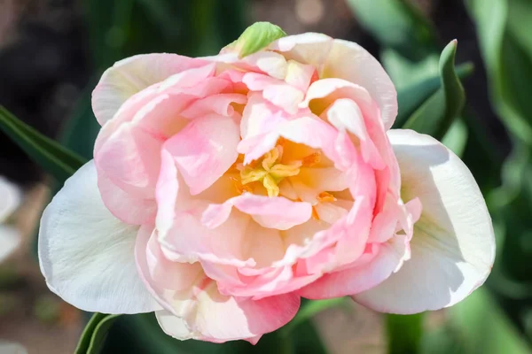 Tulipan kwiat na pięknym tle makro — Zdjęcie stockowe