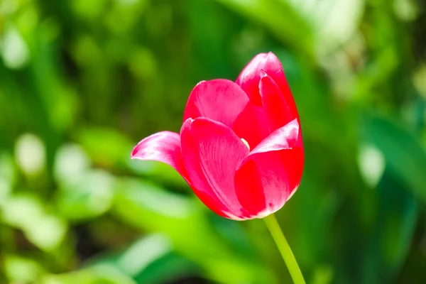 Bud de uma tulipa em um belo fundo de macro — Fotografia de Stock