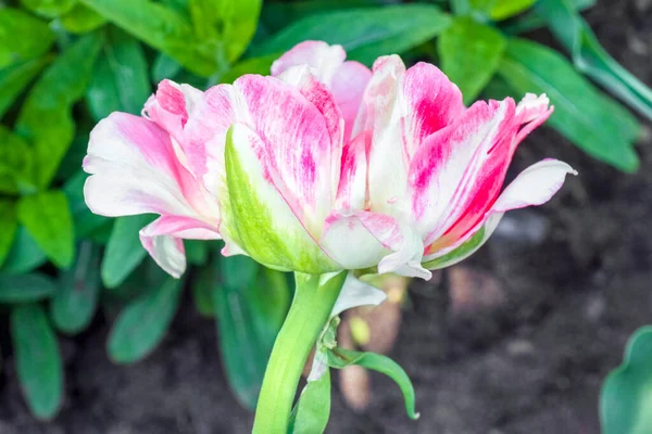 Pączek tulipana na pięknym tle makro — Zdjęcie stockowe