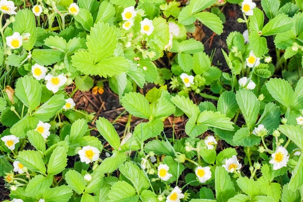 Blooming strawberries for the entire frame top view — Stock Photo, Image