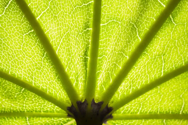 A estrutura de uma folha de árvore verde como um fundo macro — Fotografia de Stock