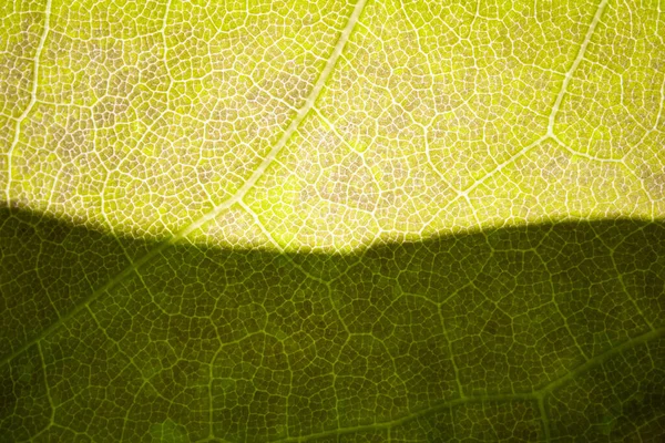 The structure of a green tree leaf as a macro background — Stock Photo, Image