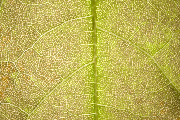 La struttura di una foglia di albero verde come sfondo macro — Foto Stock
