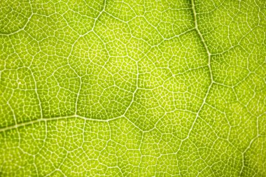 bir makro arkaplan olarak yeşil bir ağaç yaprağının yapısı