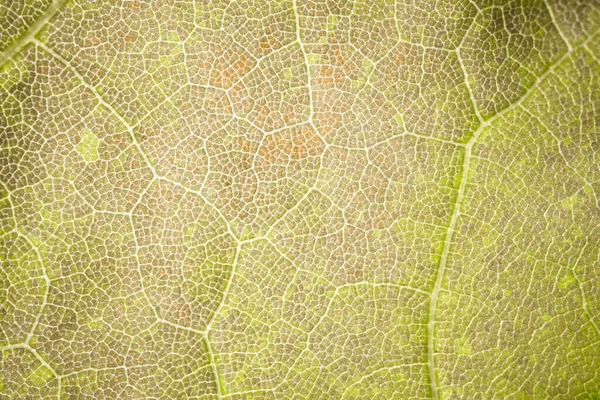 A estrutura de uma folha de árvore verde como um fundo macro — Fotografia de Stock