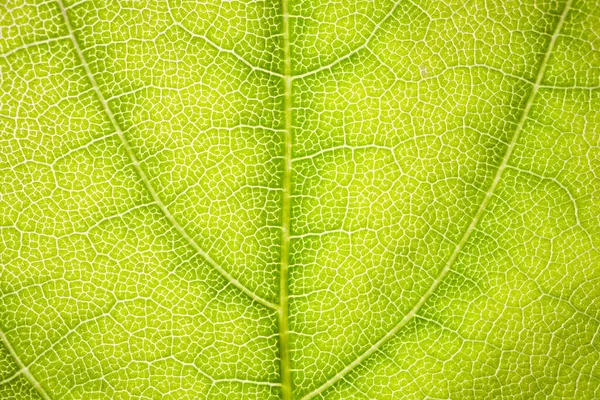 The structure of a green tree leaf as a macro background — Stock Photo, Image