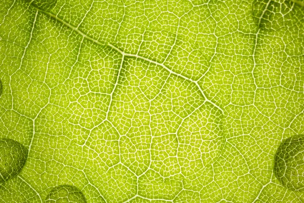 La estructura de una hoja de árbol verde como fondo macro —  Fotos de Stock