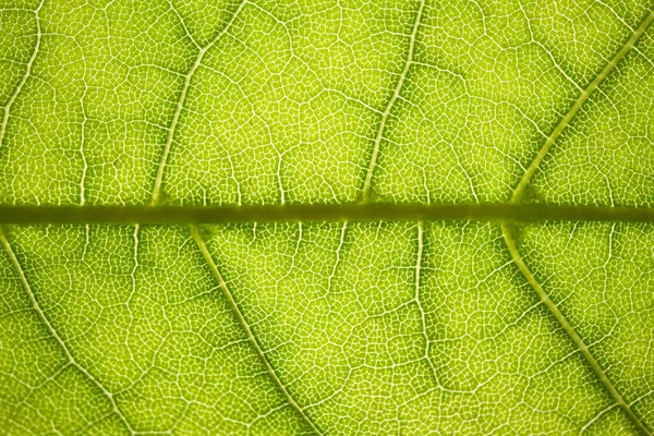 De structuur van een groen boomblad als macro-achtergrond — Stockfoto