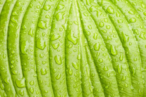 Folha de Hosta verde com gotas de chuva close-up — Fotografia de Stock