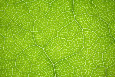 bir makro arkaplan olarak yeşil bir ağaç yaprağının yapısı