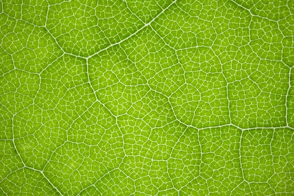 The structure of a green tree leaf as a macro background — Stock Photo, Image