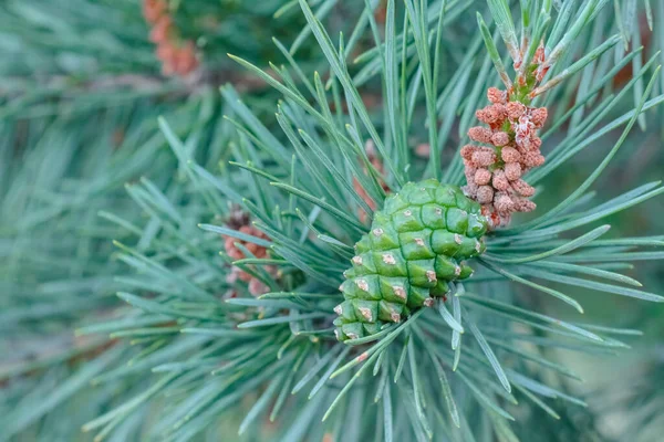 Ramo de pinho com um cone fechar contra o céu azul — Fotografia de Stock