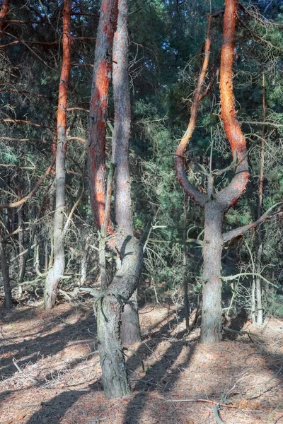 Un viejo bosque de pinos. formas elegantes de árboles viejos — Foto de Stock