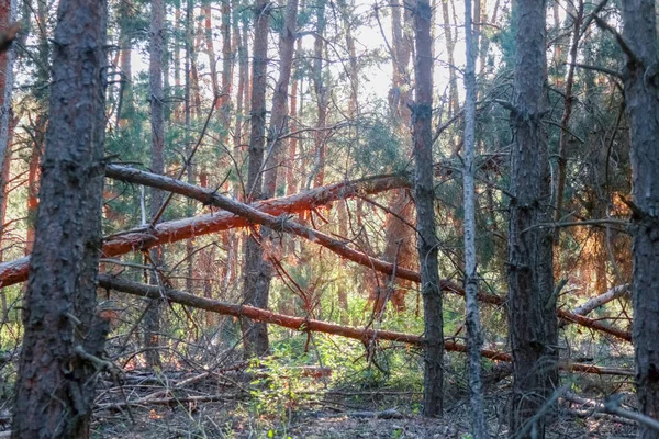 Un viejo bosque de pinos. formas elegantes de árboles viejos — Foto de Stock