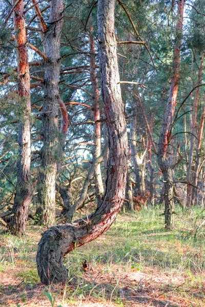 古い松林。古い木の空想的な形 — ストック写真