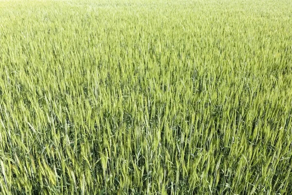 Ähren aus grünem Weizen in Nahaufnahme für den gesamten Rahmen — Stockfoto