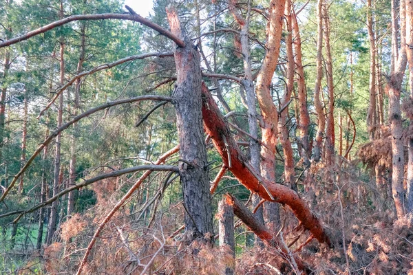 Alter Kiefernwald. Phantasievolle Formen alter Bäume — Stockfoto