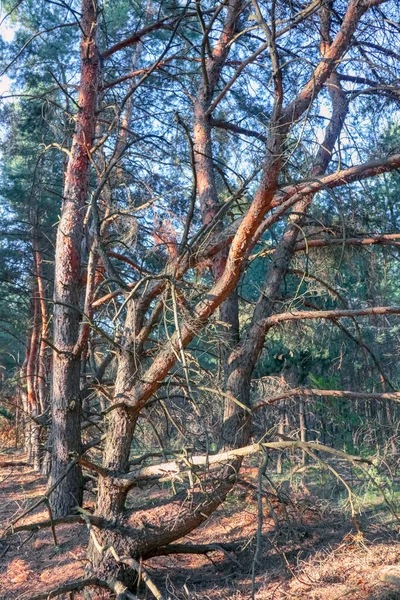 Un viejo bosque de pinos. formas elegantes de árboles viejos — Foto de Stock