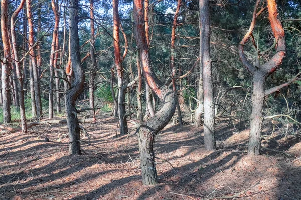 古い松林。古い木の空想的な形 — ストック写真