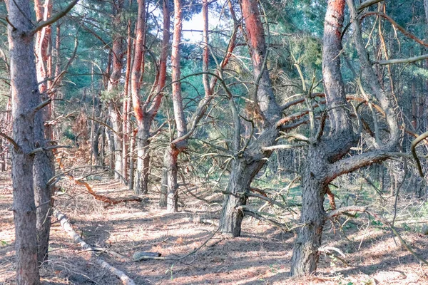 Un viejo bosque de pinos. formas elegantes de árboles viejos — Foto de Stock