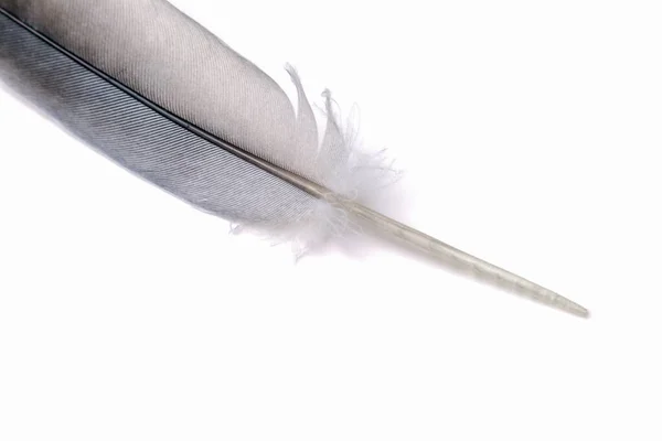 Beyaz arka planda güvercin tüyü yakın plan