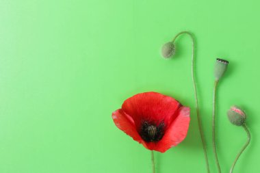 Yeşil arka planda haşhaş. İlaç endüstrisine haşhaş ekin.