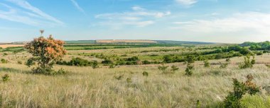 Arkasında ağaçlar olan büyük yeşil bir alan. Uzağa giden yol.