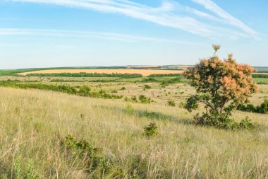 Arkasında ağaçlar olan büyük yeşil bir alan. Uzağa giden yol.