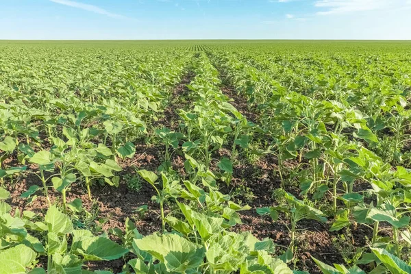 Genç ayçiçeği tarlaları gökyüzüne karşı filizleniyor.